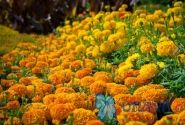 Tagetes erecta Marvel Orange