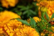 Tagetes erecta Marvel Orange