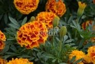 Tagetes patula Texana Bee