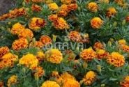 Tagetes patula Texana Bee