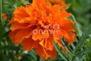 Tagetes patula Texana Deep Orange