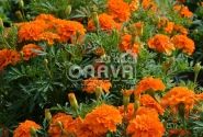 Tagetes patula Texana Deep Orange