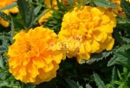 Tagetes patula Texana Gold