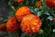 Tagetes patula Texana Harmony