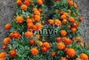 Tagetes patula Texana Harmony