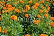 Tagetes patula Texana Orange