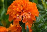 Tagetes patula Texana Orange