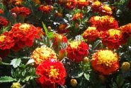 Tagetes patula Texana Spry