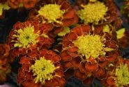 Tagetes patula Texana Spry