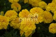 Tagetes patula Texana Yellow