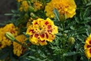 Tagetes patula Texana Yellow Fire
