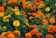 Tagetes patula Texana Elite Mix