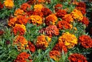 Tagetes patula Texana Special Fireball