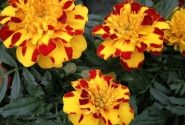 Tagetes patula Texana Special Flamenco
