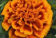 Tagetes patula Texana Special Flamenco