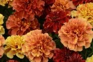 Tagetes patula Texana Special Strawberry Blonde