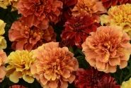 Tagetes patula Texana Special Strawberry Blonde