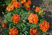 Tagetes patula Solena Flame