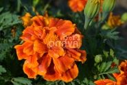 Tagetes patula Solena Flame