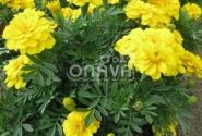 Tagetes patula Solena Yellow