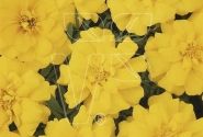 Tagetes patula Solena Yellow