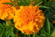 Tagetes patula Zenith Orange