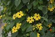 Thunbergia alata Sunny Susy Yellow Dark Eye