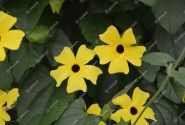 Thunbergia alata Sunny Susy Yellow Dark Eye