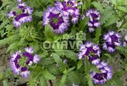 Verbena peruviana Vectura Blue Wing