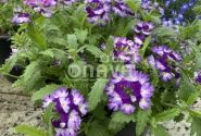 Verbena peruviana Vectura Blue Wing