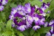 Verbena peruviana Vectura Blue Wing