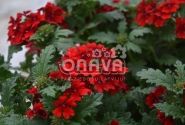 Verbena peruviana Vectura Dark Red