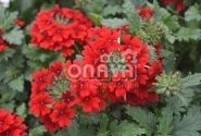 Verbena peruviana Vectura Dark Red
