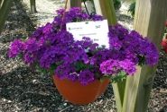 Verbena peruviana Vectura Deep Blue