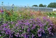 Verbena rigida Venosa