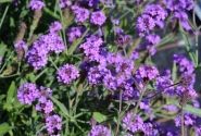 Verbena rigida Venosa