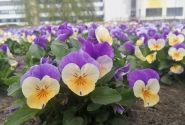 Viola cornuta Twix Apricot Azure Wing