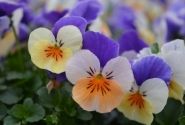 Viola cornuta Twix Apricot Azure Wing