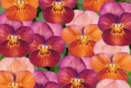 Viola cornuta Twix Bronze Rose