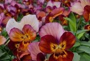 Viola cornuta Twix Bronze Rose