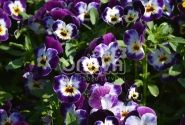 Viola cornuta Twix Deep Purple Cream Face