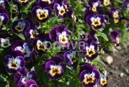 Viola cornuta Twix Deep Purple Cream Face