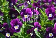 Viola cornuta Twix Violet Flare