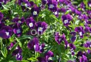 Viola cornuta Twix Violet Flare