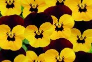 Viola cornuta Twix Yellow Eye Red Wing