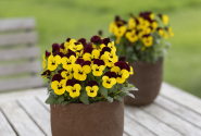 Viola cornuta Twix Yellow Eye Red Wing