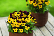 Viola cornuta Twix Yellow Eye Red Wing