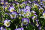 Viola cornuta Twix Special Lemon Swirl