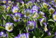 Viola cornuta Twix Special Lemon Swirl
