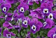 Viola cornuta Twix Power Purple Face